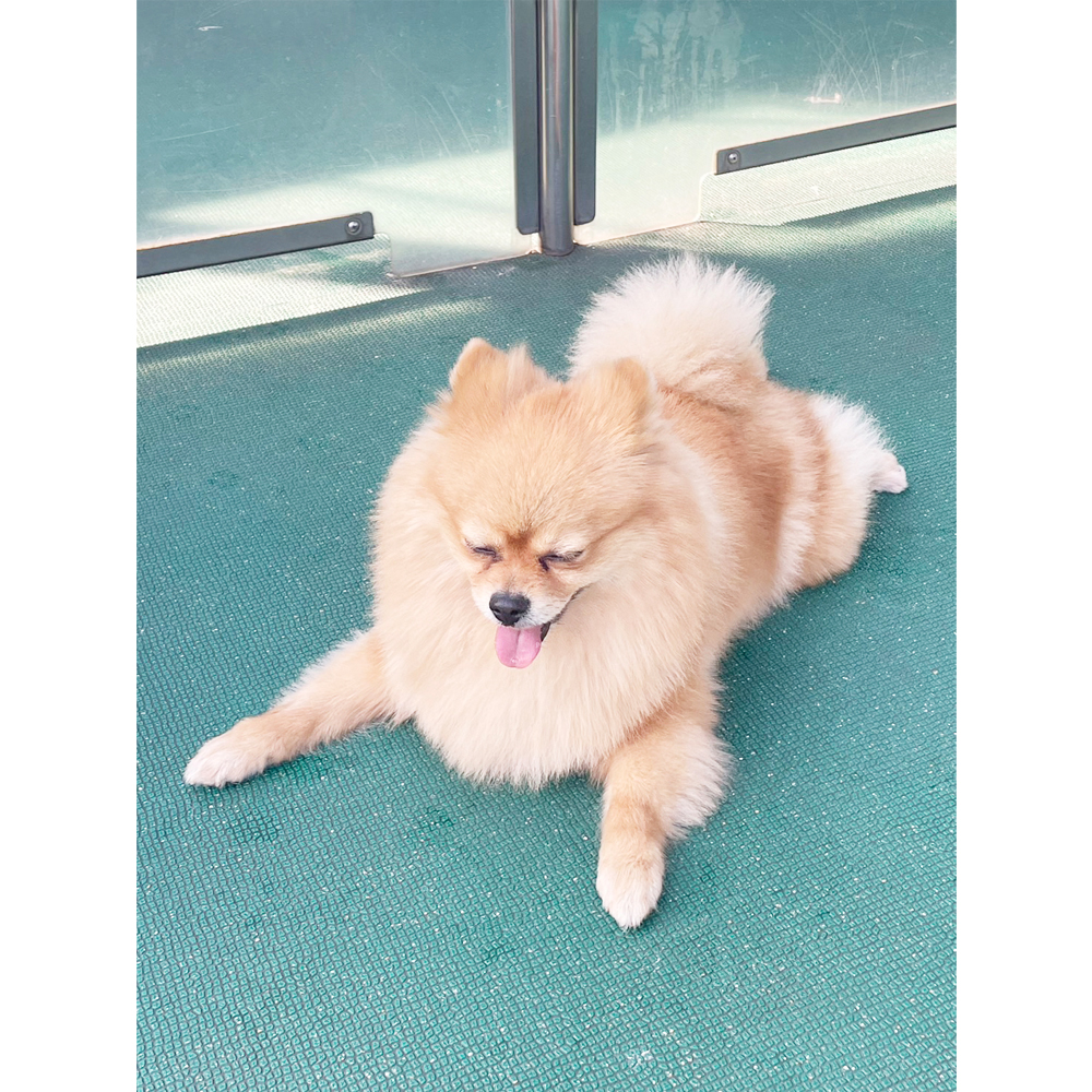 生徒が撮影したモデル犬！ＰＡＲＴ①